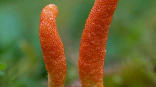 cordyceps-militaris1