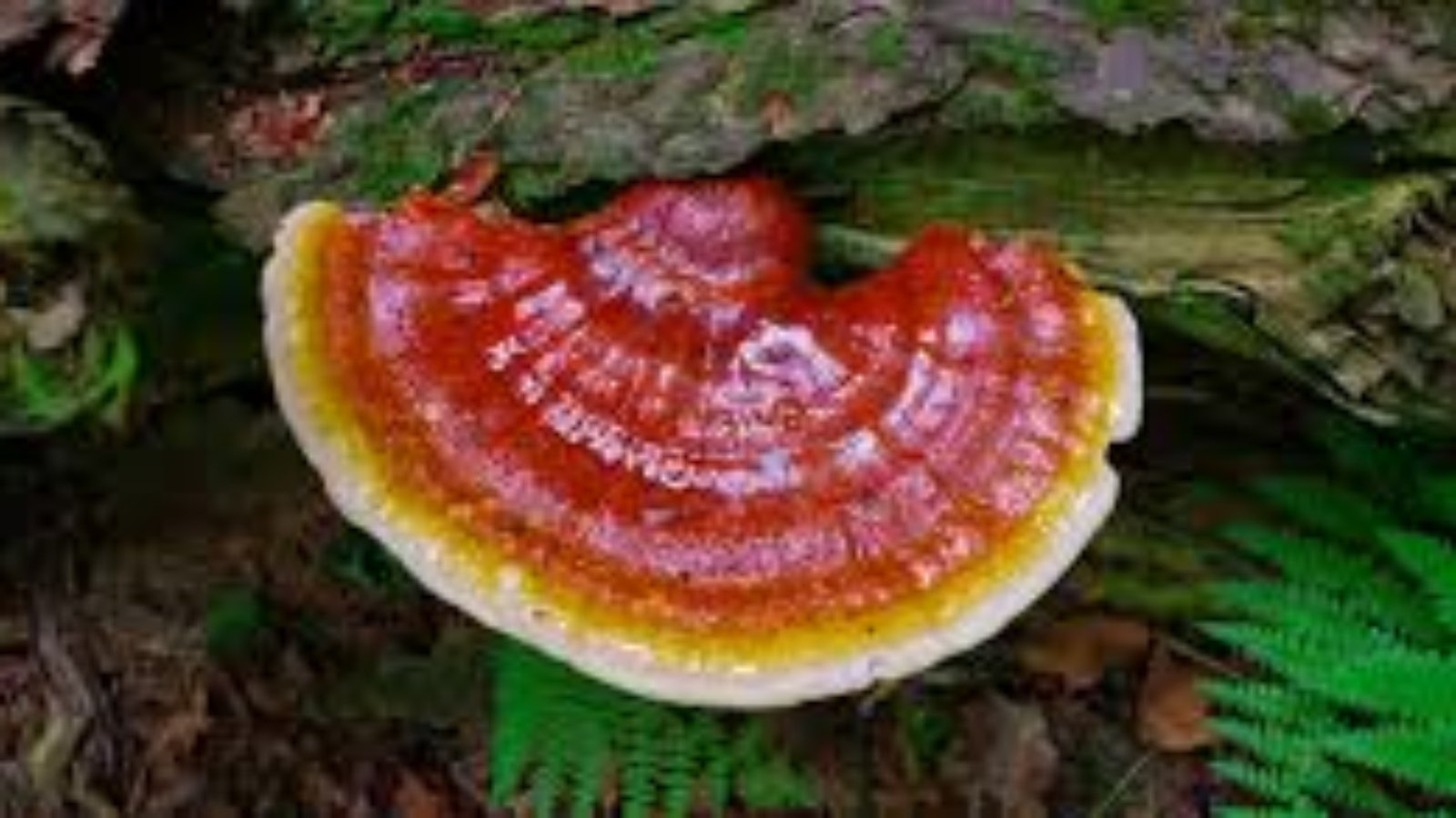 ganoderma lucidum