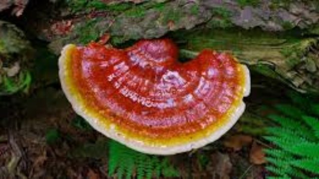 ganoderma lucidum