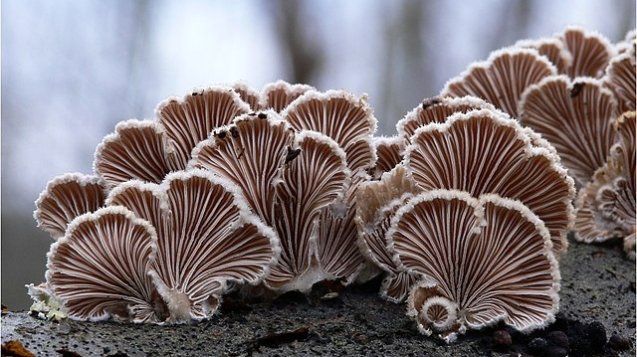 hongo-Schizophyllum-commune